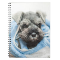 Chiot après Bath