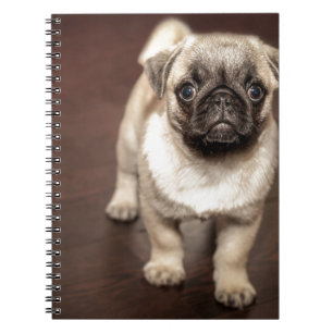 Carnet Chiot de carlin