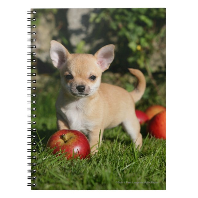 Carnet Chiot de chiwawa avec des pommes (Devant)