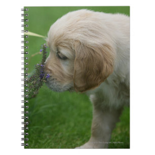 Carnet Chiot de golden retriever