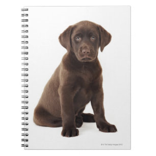 Carnet Chiot de labrador retriever de chocolat