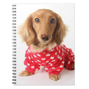 Carnet Chiot de teckel utilisant l'équipement de