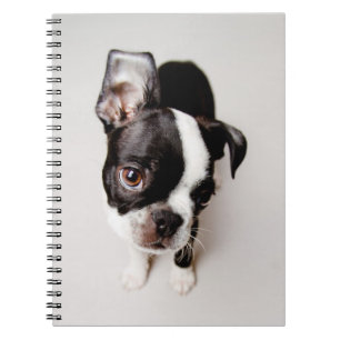 Carnet Chiot d'Edison Boston Terrier