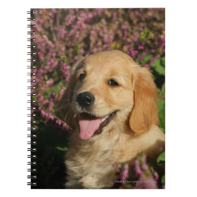 Carnet Chiot d'or de Retreiver (Devant)