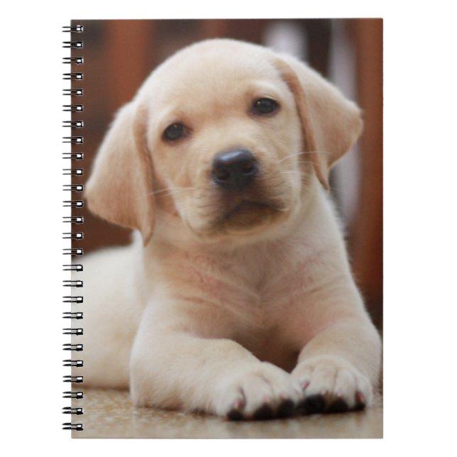 Carnet Chiot jaune de Labrador de bébé s'étendant sur le (Devant)