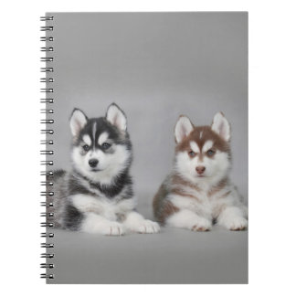 Carnet chiots de husky sibérien