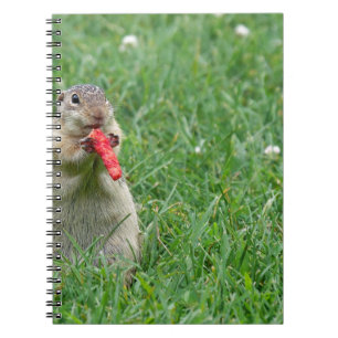 Carnet Chipmunk.JPG