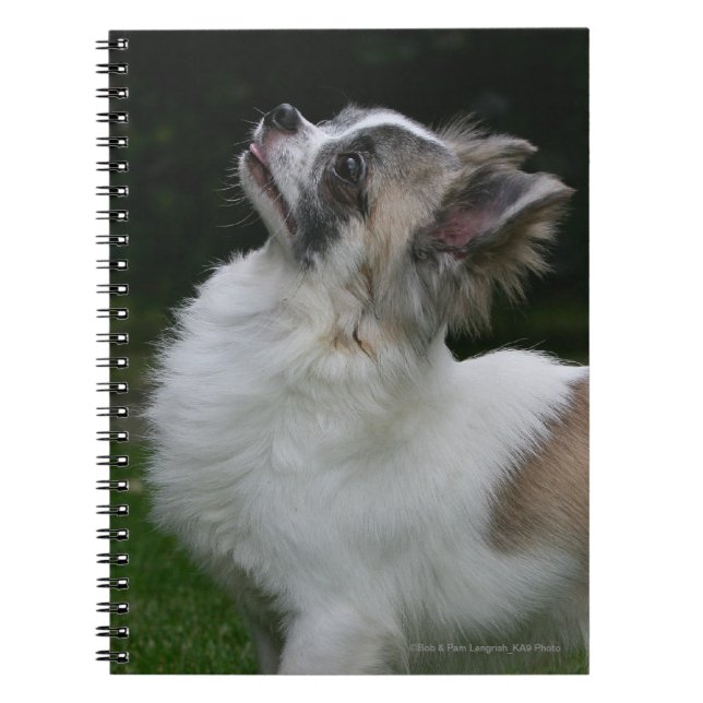Carnet Chiwawa aux cheveux longs regardant (Devant)