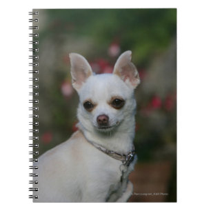 Carnet Chiwawa blanc