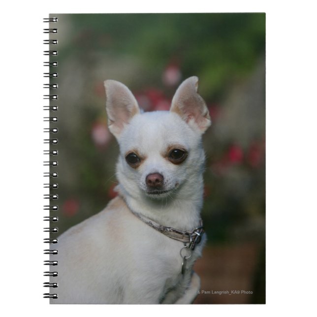 Carnet Chiwawa blanc (Devant)