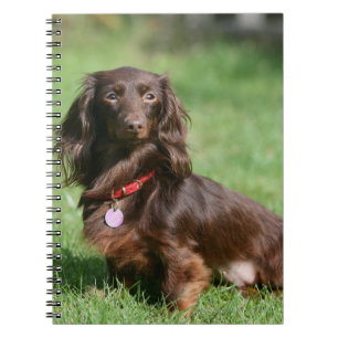 Carnet Chocolat et teckel miniature aux cheveux longs