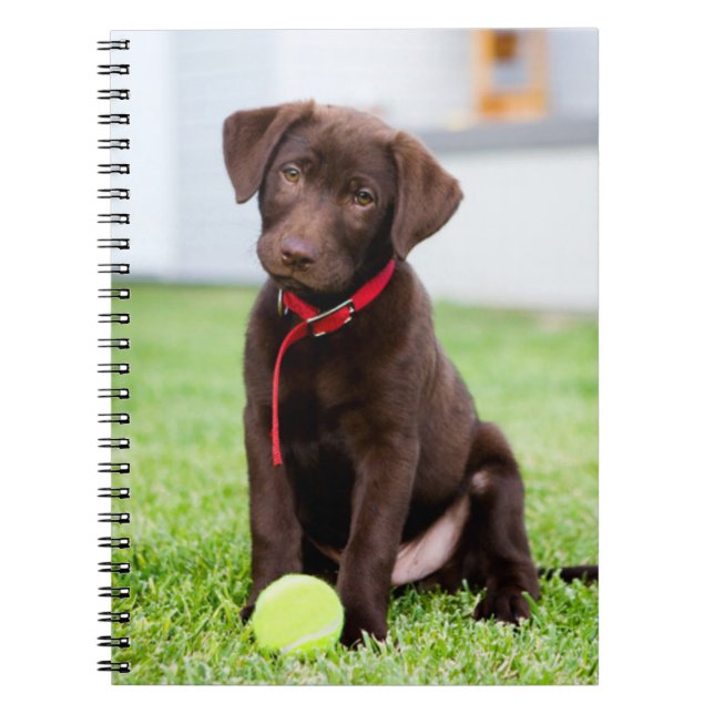 Carnet Chocolat Labrador Puppy Avec Tennis Ball (Devant)