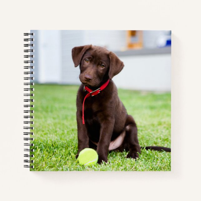 Carnet Chocolat Labrador Puppy Avec Tennis Ball (Devant)