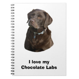 Carnet Chocolate Labrador dog photo