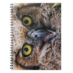Carnet Chouette à grande corne