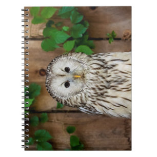 Carnet Chouette barrée