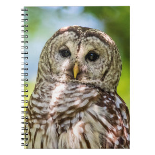 Carnet Chouette barrée