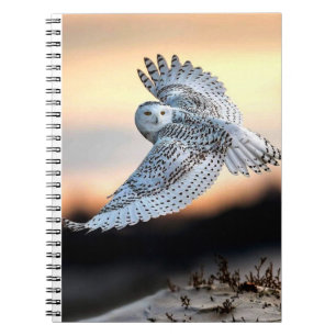 Carnet Chouette neige en vol