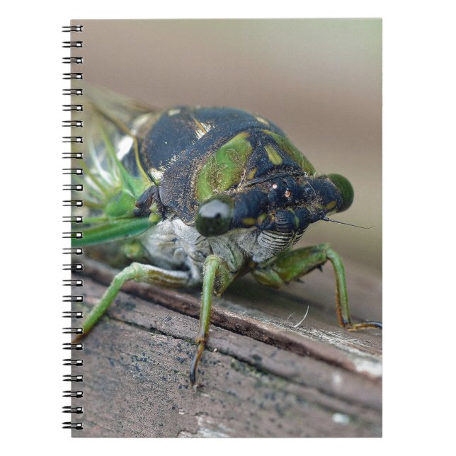 Carnet Cicada (Devant)