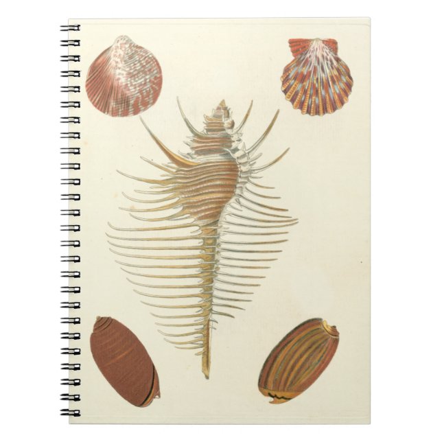 Carnet Cinq d'un coquillage (Devant)