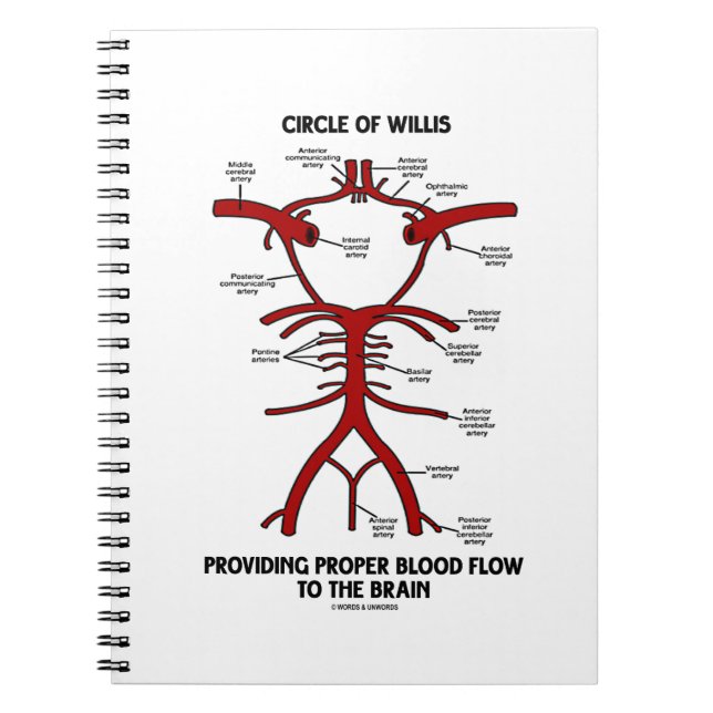 Carnet Circle of Willis Providing Proper Blood Flow (Devant)