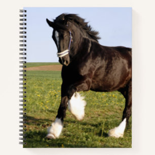 Carnet Clydesdale Horse