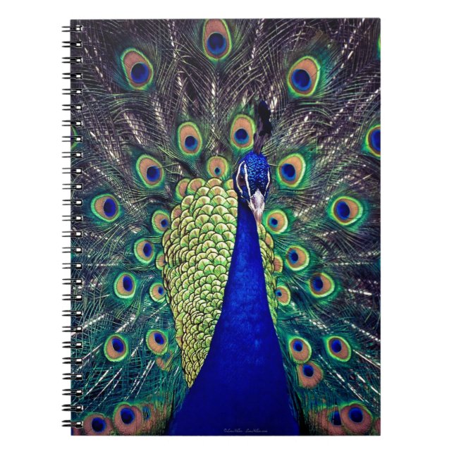 Carnet Cobalt Blue Peacock (Devant)