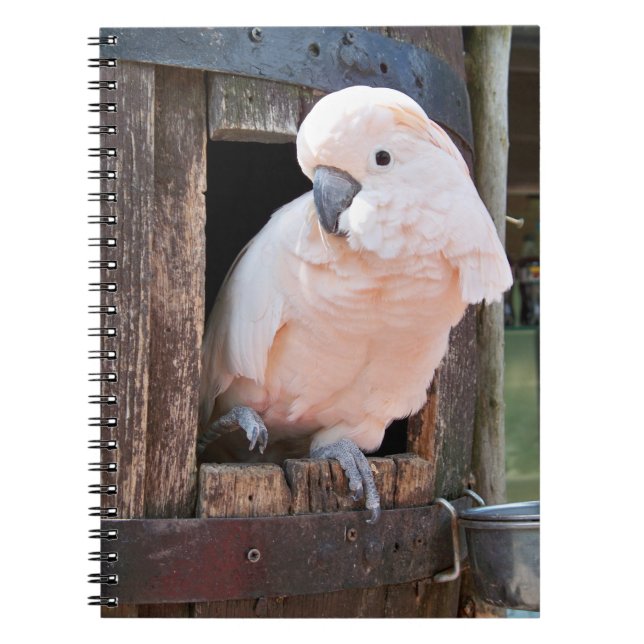 Carnet Cockatoo Moluccan (Devant)