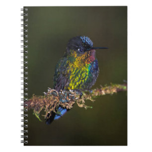 Carnet Colibri