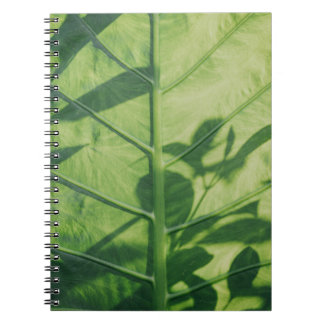 Carnet Colocasia feuille esculenta