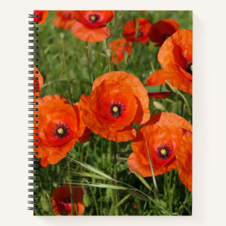 Carnet Common Poppies 