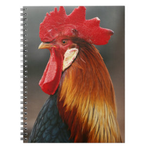 Carnet Coq domestique de basse-cour