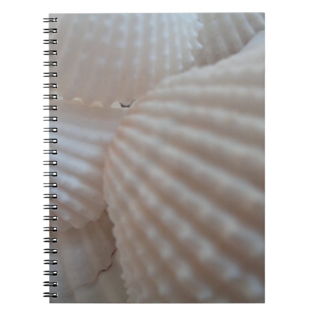 Carnet Coquillages blancs ensoleillés, Sea Shell Beach ét (Devant)
