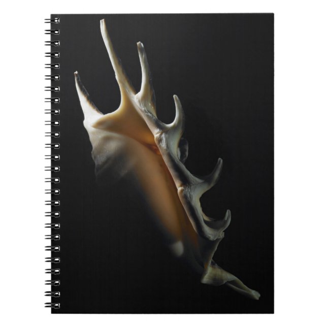 Carnet Coquille de conque (Devant)
