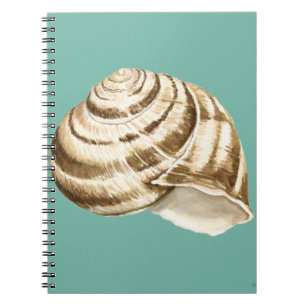 Carnet Coquille striée Sepia sur Turquoise