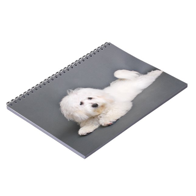 Carnet Coton de Tulear - Joci (Côté gauche)