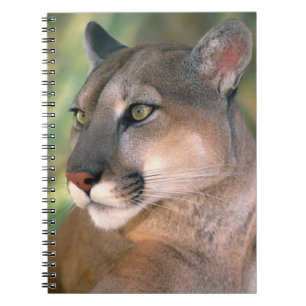 Carnet Cougar, Californie
