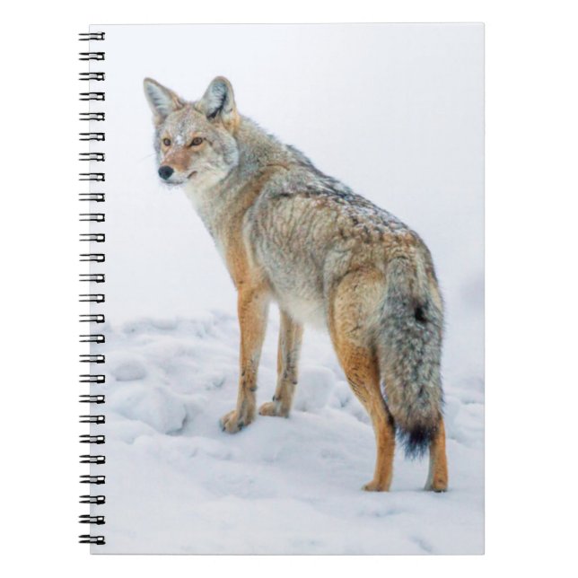 Carnet Coyote sur le qui-vive dans la neige (Devant)