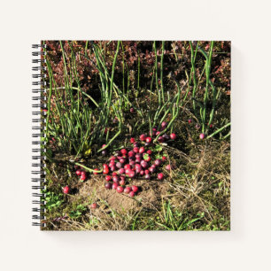 Carnet Cranberry Farm, Long Beach, Washington