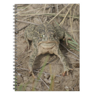 Carnet Crapaud des prairies R10