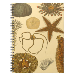 Carnet Créatures sous-marines