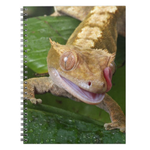 Carnet Crested Gecko