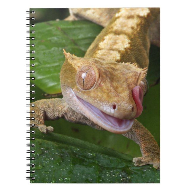 Carnet Crested Gecko (Devant)