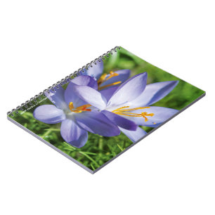 Carnet Crocus