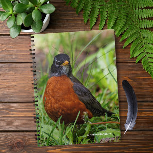 Carnet Curieux oiseau-chanteur américain Robin dans l'her