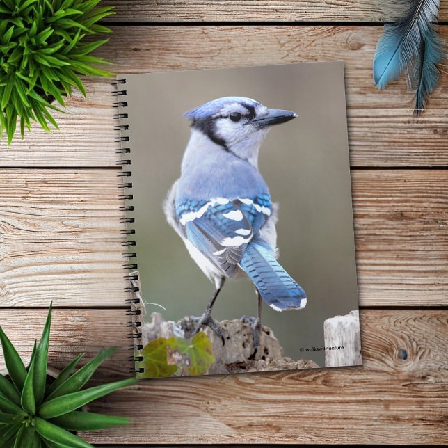 Carnet Cute Bleu Jay Songbird sur Treestump (Blue Jay Strikes a Pose on the Stump Journal Cover Photo)