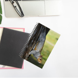 Carnet Cute écureuil gris de l'Est Nature Photo