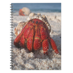 Carnet Cute Hermit Crabe sur White Sandy Beach Closeuse