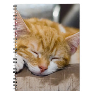Carnet Cute Kitten