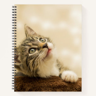 Carnet Cute Kitten avec une paille étirée